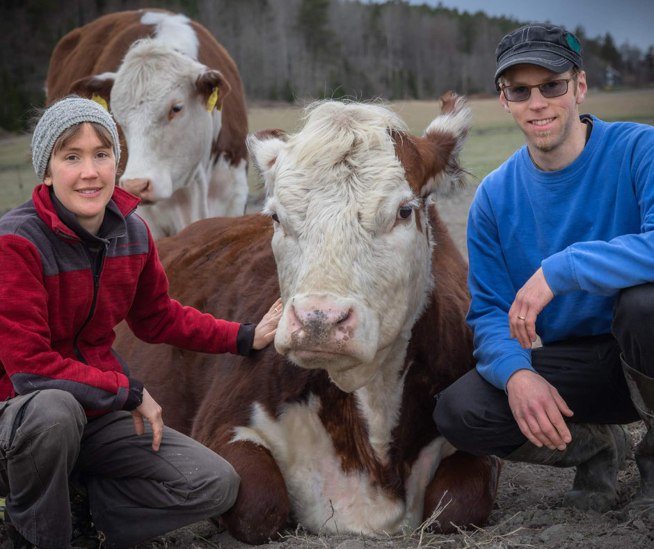 Sörtuna Gård – svensk gård som levererar ekologiskt beef tallow