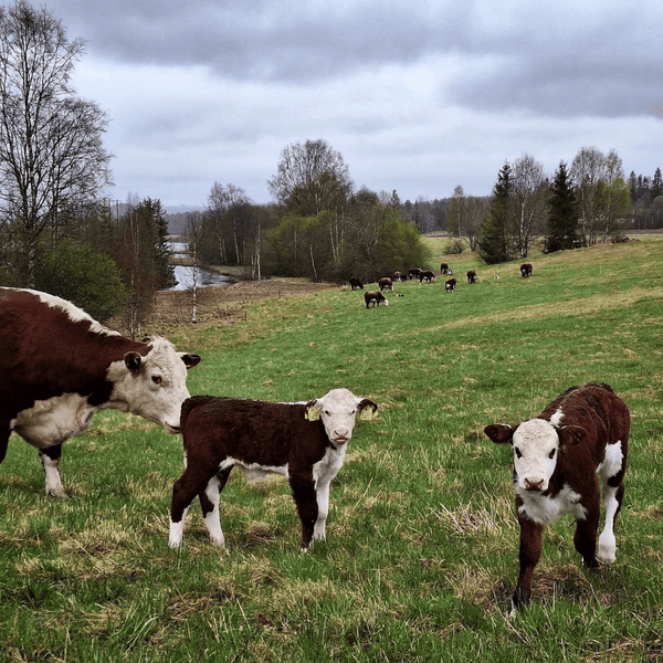 Kor i naturbete – hållbar produktion av tallow skincare