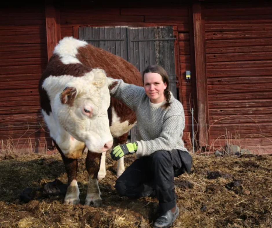 Slaktarstina – lokal producent av svenskt nötfett till hudvård. Talg från svenska gårdar
